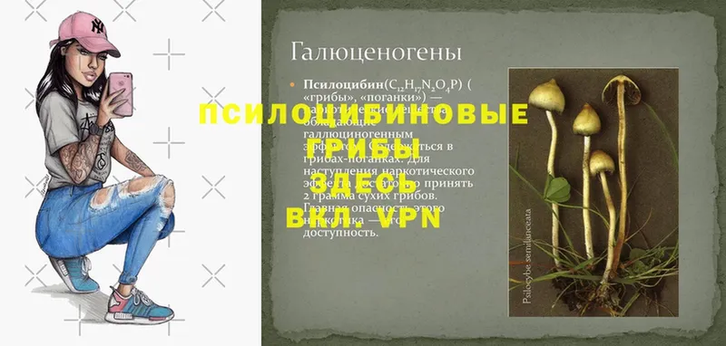 Купить наркотик аптеки Шуя Амфетамин  МАРИХУАНА  СК  ГАШИШ  Меф  COCAIN 